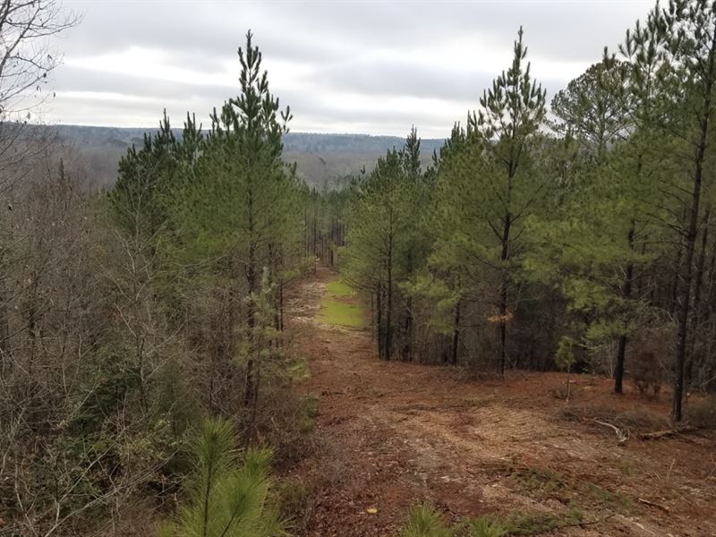 229 Acres White Road, Lamar County Land for Sale in Beaverton, Lamar