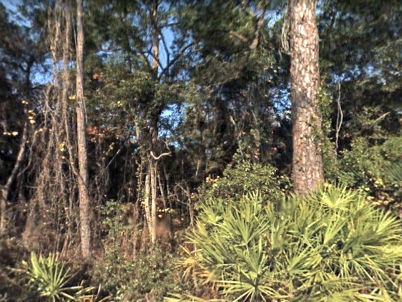 Agricultural Land for Under $2000 : Pierson : Volusia County : Florida
