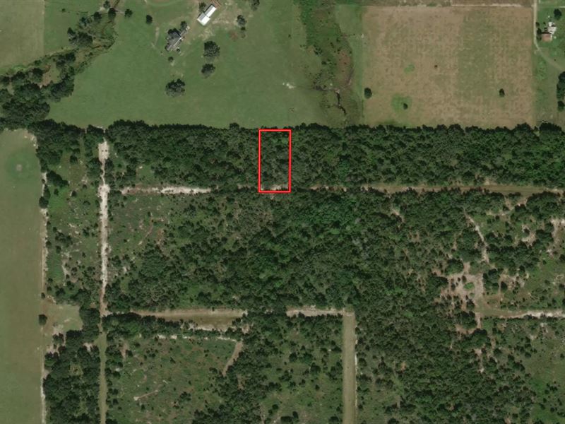 Bartow Investment Acreage $99 Down : Bartow : Polk County : Florida