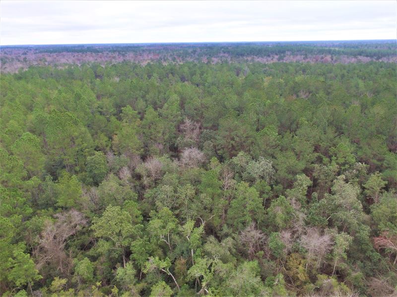 Hosford FL Land For Sale Land for Sale in Hosford, Liberty County