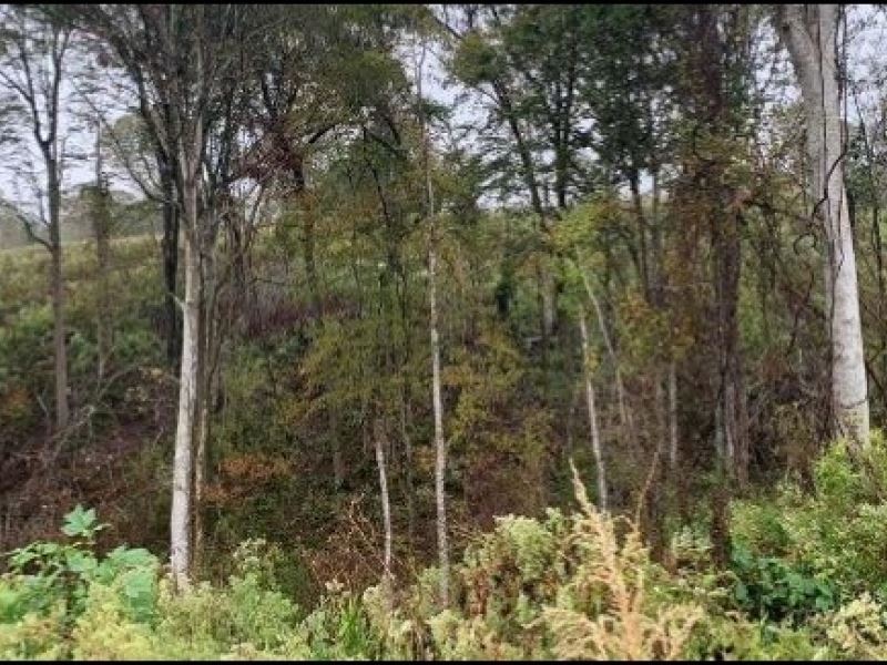 159.1 Acres in Holmes County in Ede : Eden : Holmes County : Mississippi