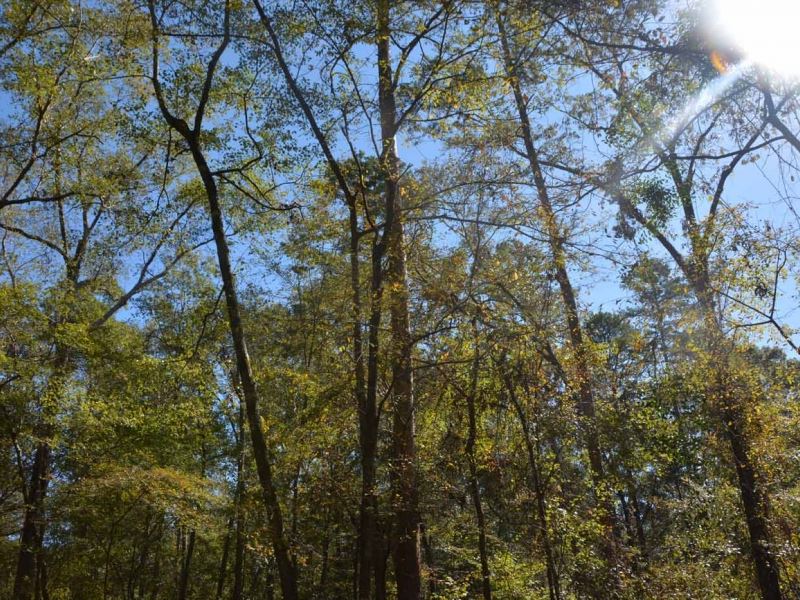 Large Wooded Residential Lots, Cho : Ruston : Lincoln Parish : Louisiana