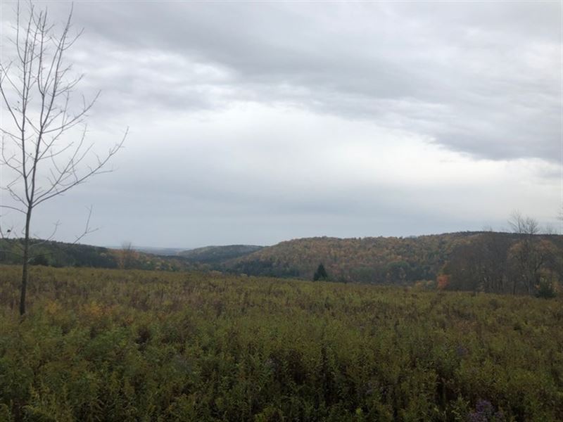 Pine Meadow Views : New Lisbon : Otsego County : New York