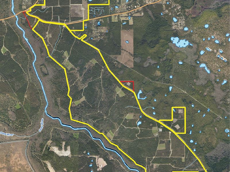 Cow Hammock Ranch Trophy Hunting : Ocklawaha : Marion County : Florida