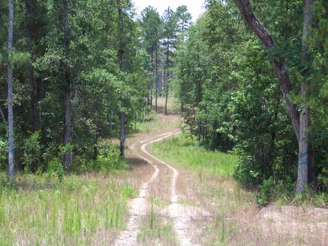 245.33 Acres Hancock Co. Creek : Sparta : Hancock County : Georgia
