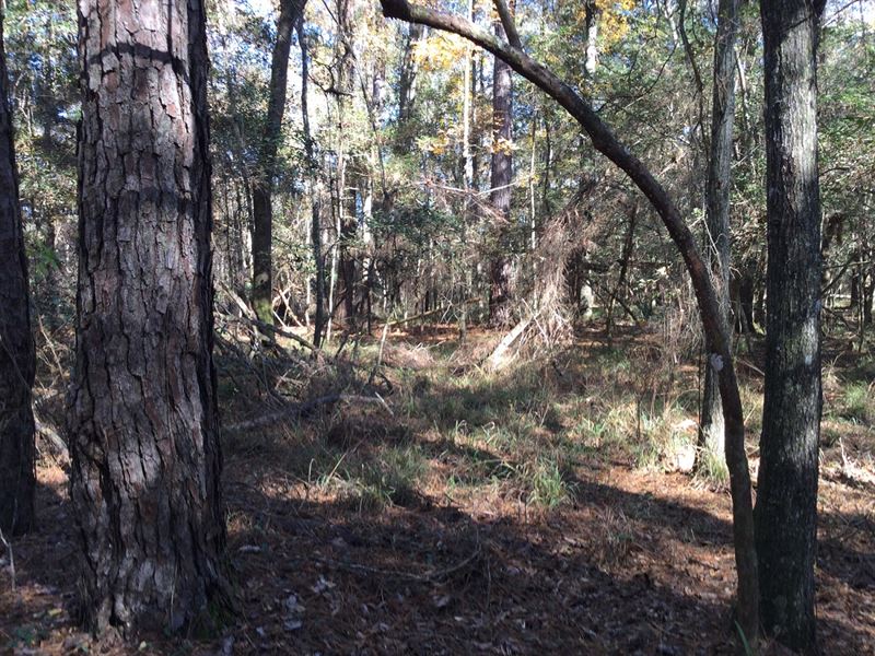 4500 Ft. of Suwannee River Frontage : Live Oak : Suwannee County : Florida