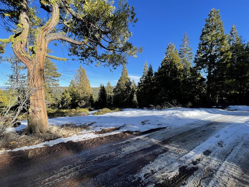 Mature Trees, Mountain Paradise : Bonanza : Klamath County : Oregon