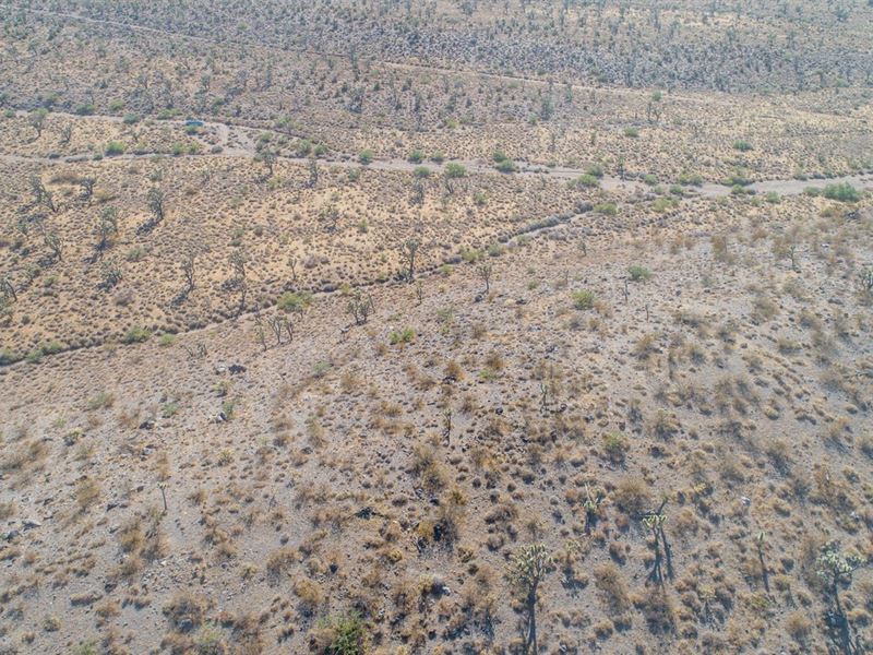 19th Street Prime Arizona Land : Dolan Springs : Mohave County : Arizona