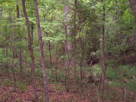 119.5 Acres Hancock Co. 2 Creeks : Sparta : Hancock County : Georgia