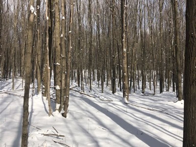 Southern Tier Woods and Meadows : Smyrna : Chenango County : New York
