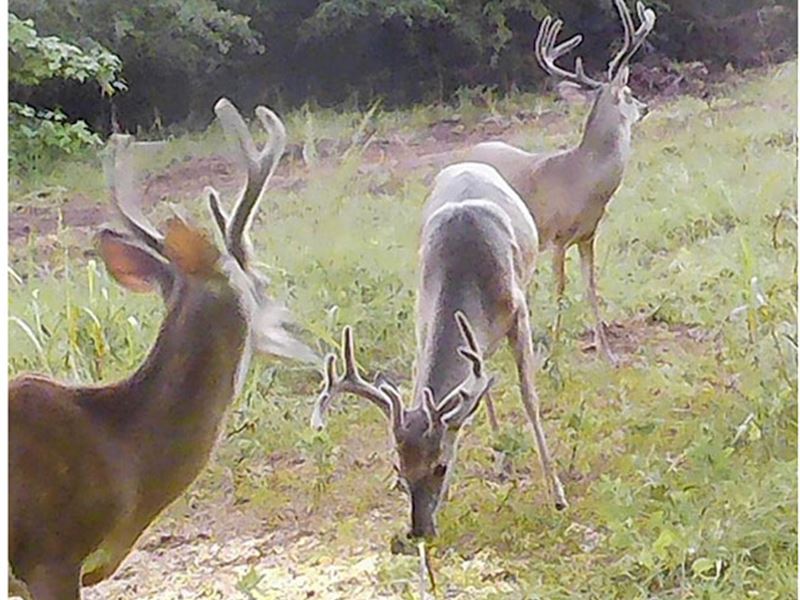 88 Acre Hunting Tract on Creek : Waynesboro : Burke County : Georgia