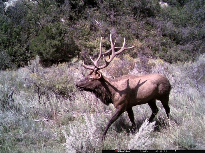 Wapiti Ranch : Hesperus : La Plata County : Colorado