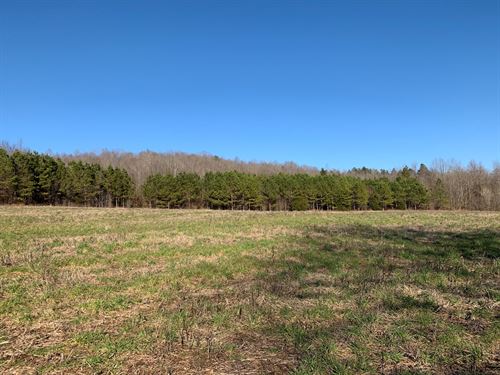 246 Acres in Southern Tennessee : Iron City : Lawrence County : Tennessee