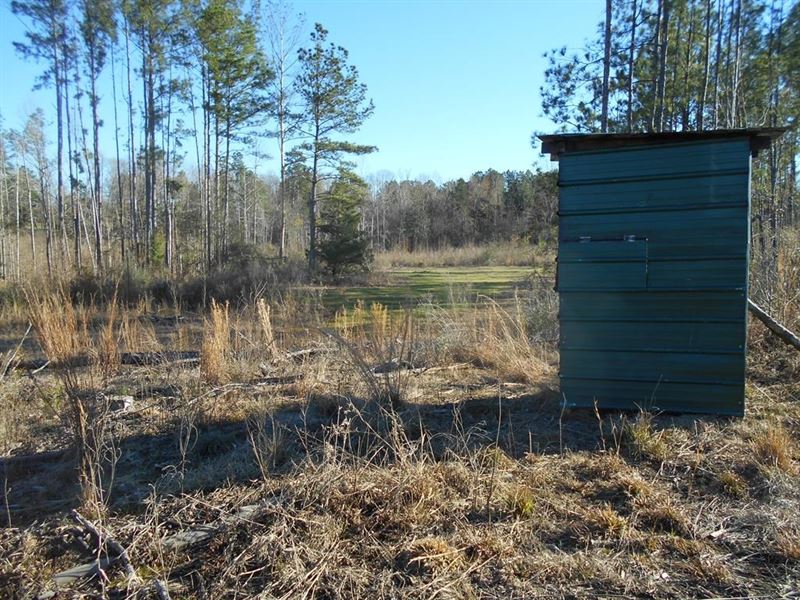 Land Hunting Land Amite County : Liberty : Amite County : Mississippi