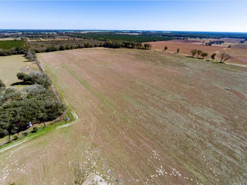 Irrigated Farm Land North Florida : O'brien : Suwannee County : Florida