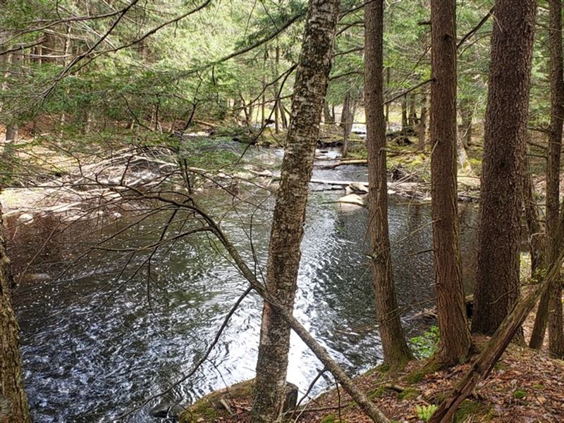 Walk to Thousands of Acres Ste Land : Diana : Lewis County : New York