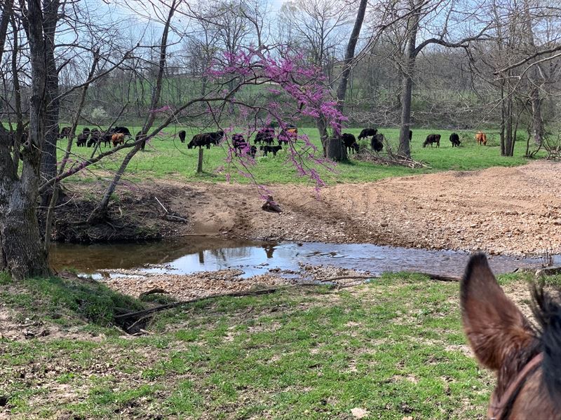 Turn-Key Business/Quality Ranch : West Plains : Howell County : Missouri