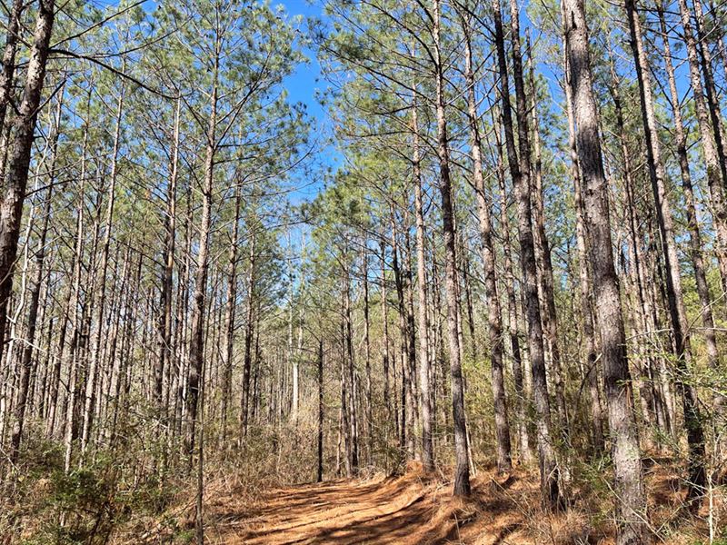 Sandy Branch Tract : Prattville : Autauga County : Alabama