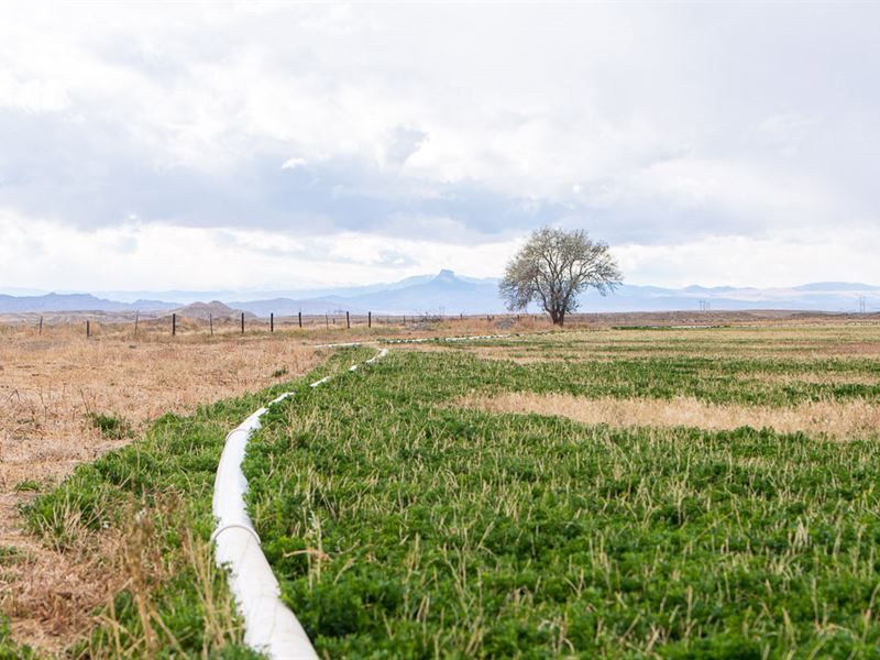 Big Irrigated Option 2 : Powell : Park County : Wyoming