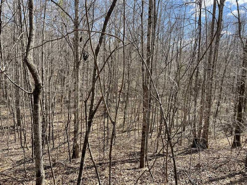 92 AC Clay Co MS Hunting Tract : Montpelier : Clay County : Mississippi