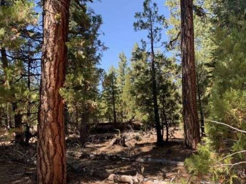 Wooded Retreat, $175/Month : Alturas : Modoc County : California