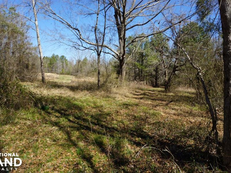 Whitsitt Creek Hunting & Timber Tra : Greensboro : Hale County : Alabama