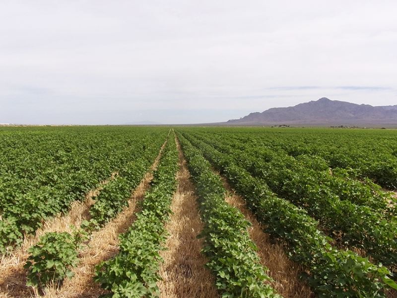 Waterloo Farm Land for Sale in Deming, Luna County, New Mexico