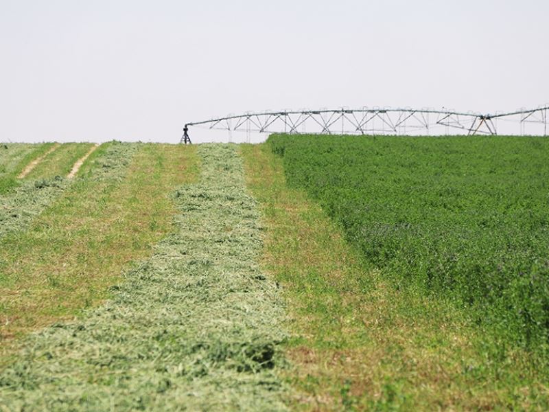 Cochran County Irrigated Farm : Morton : Cochran County : Texas