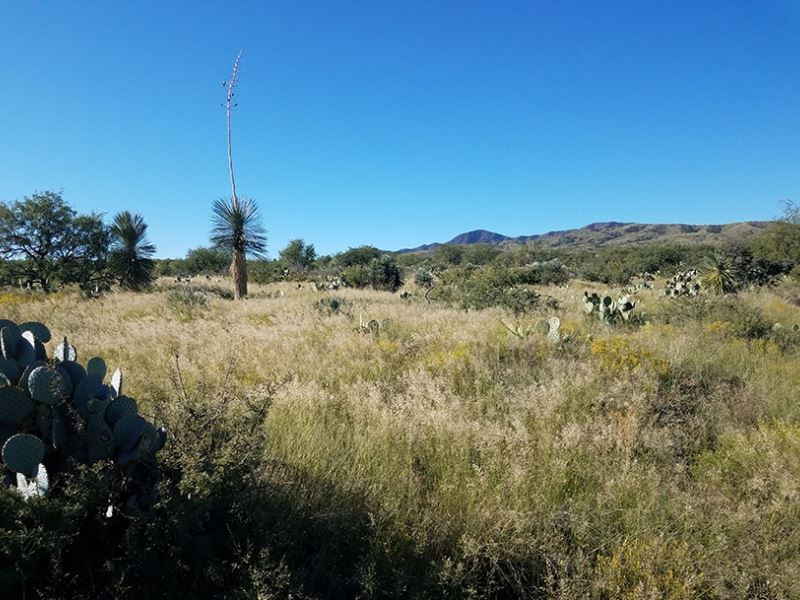 Navarro Ranch : Sahuarita : Pima County : Arizona