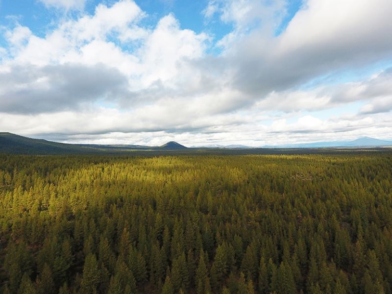 Bull Springs Skyline Forest : Bend : Deschutes County : Oregon