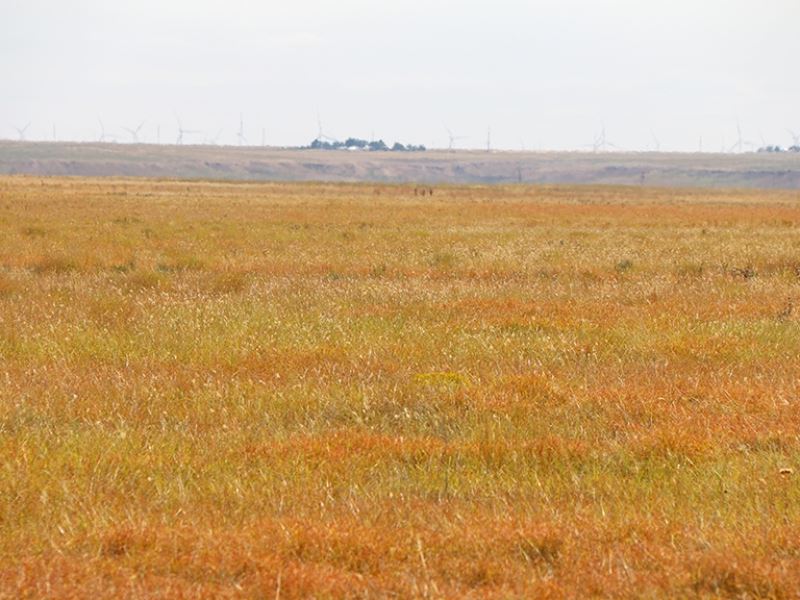 Thrasher Grass Land : Texhoma : Texas County : Oklahoma