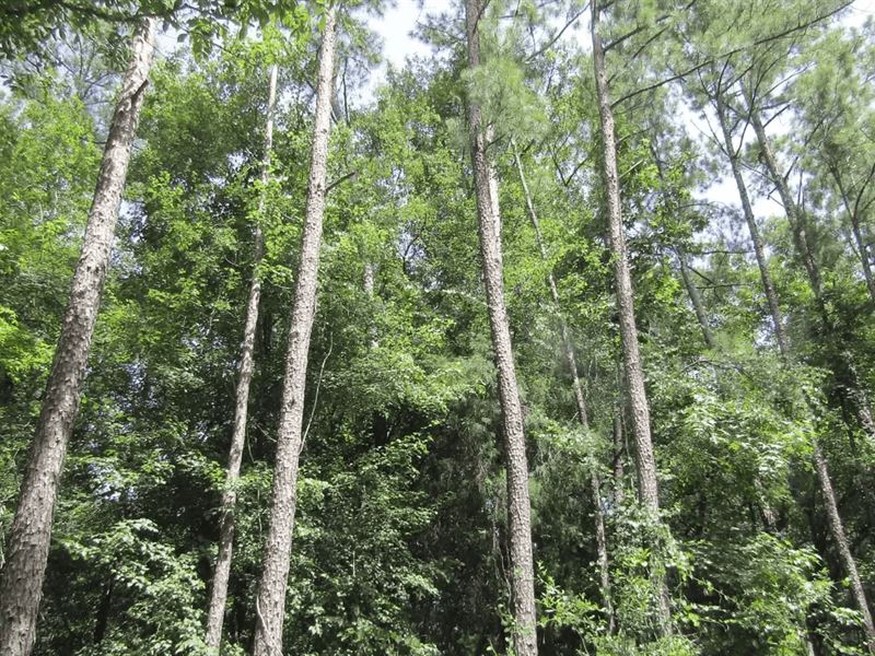 Near Withlacoochee River and Power : Jasper : Hamilton County : Florida