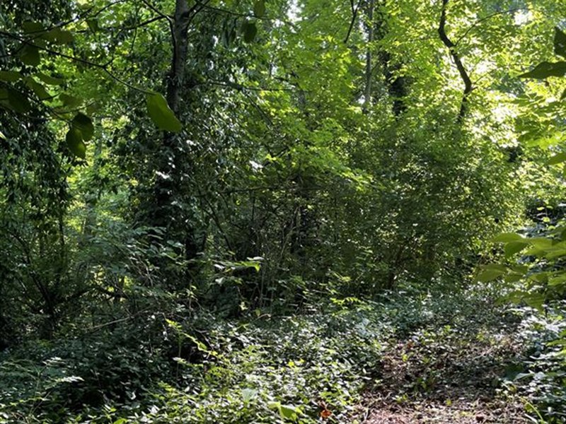 Double Lot, 2 Miles From City : Knoxville : Knox County : Tennessee