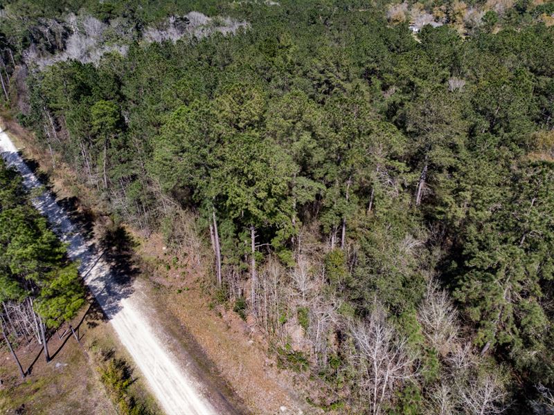 5 Acre Homesite Jefferson Co FL : Monticello : Jefferson County : Florida