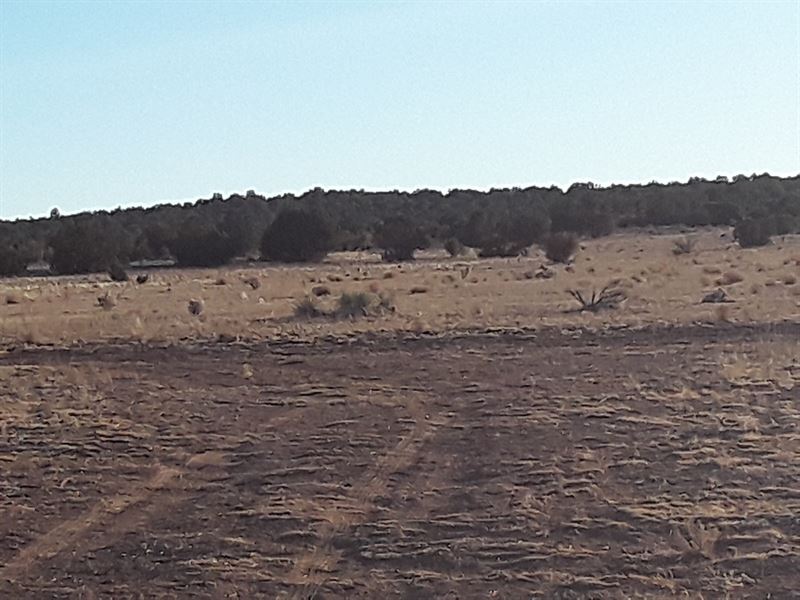 49 Acres, Travel Trailer, Solar : Seligman : Yavapai County : Arizona
