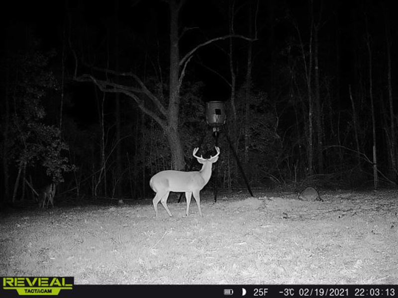 Pigeon Creek Road : Greenville : Butler County : Alabama