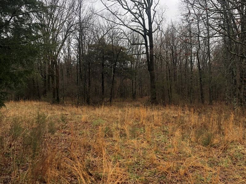 Arkansas Land 3 Acres Woods : Pocahontas : Randolph County : Arkansas