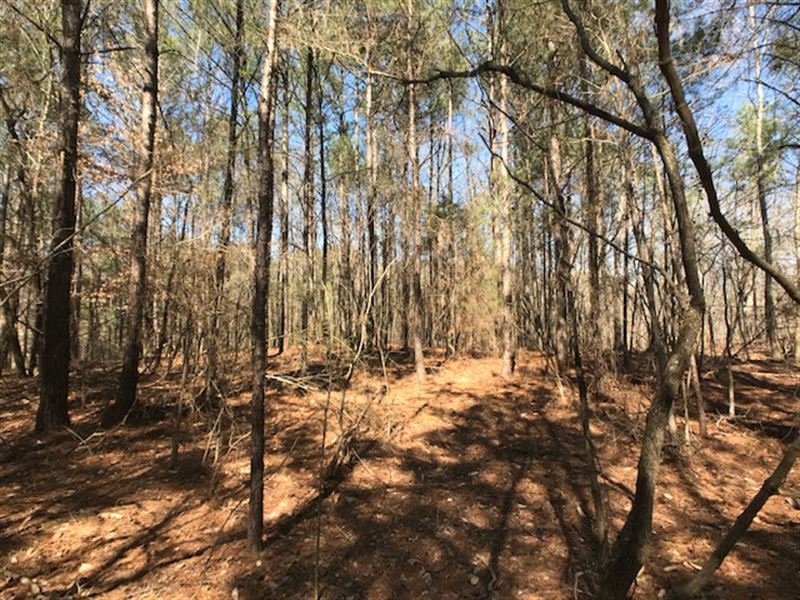 6.45 Acre Wooded Home Site : Ashville : Saint Clair County : Alabama
