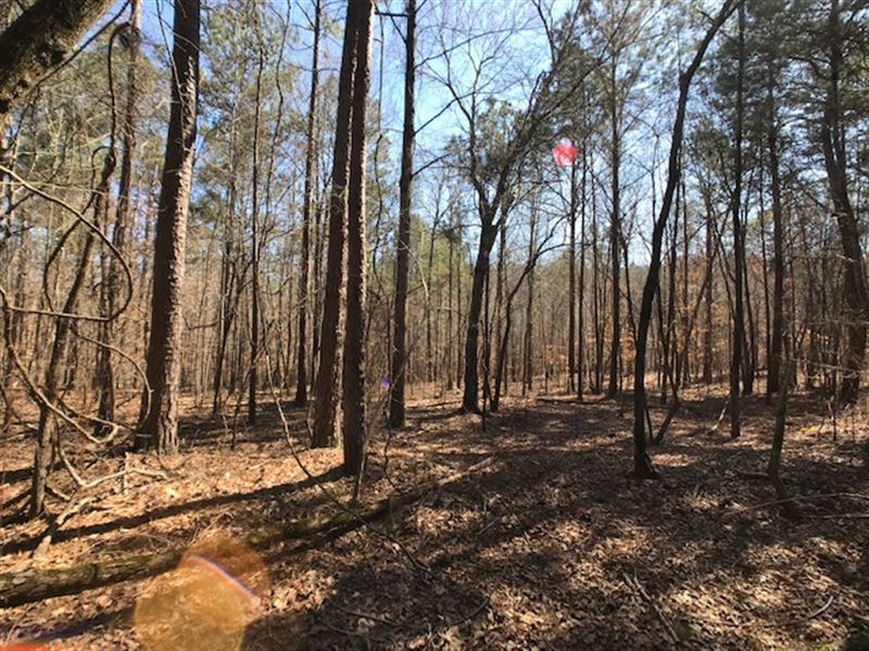 4 Acre Wooded Home Site : Ashville : Saint Clair County : Alabama