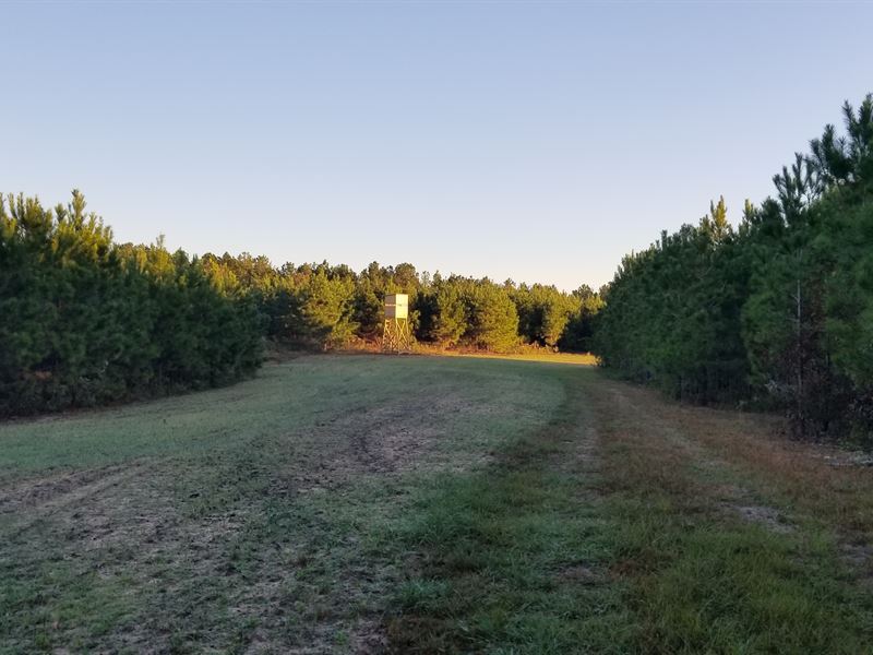 Whippoorwill Plantation Tract : Reynolds : Taylor County : Georgia