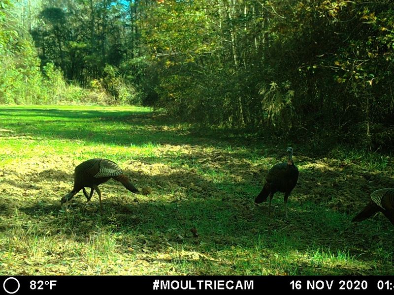 River Frontage, Timber, Hunting : Luverne : Crenshaw County : Alabama