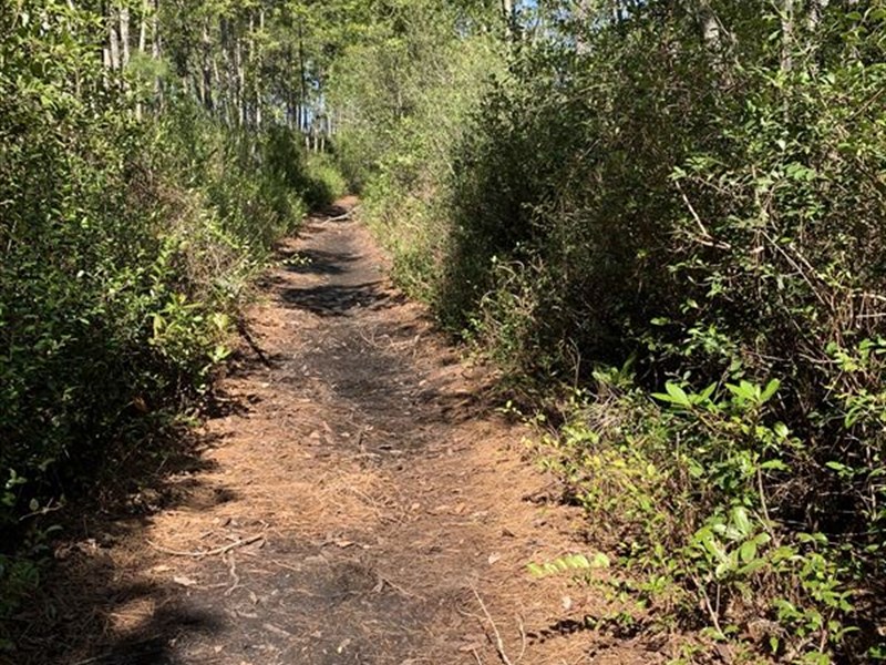 Recreational Hunting Tract for Sale : Pantego : Beaufort County : North Carolina