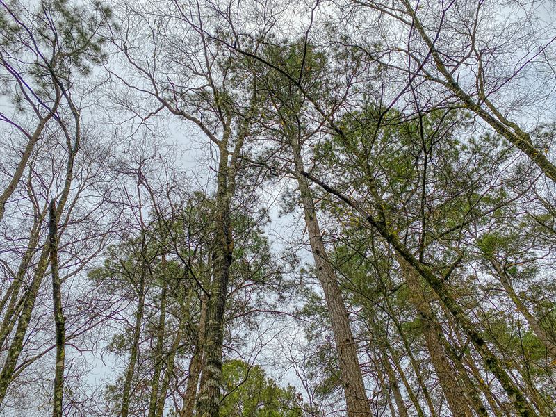 30 Acres Off FM 223 : Shepherd : San Jacinto County : Texas