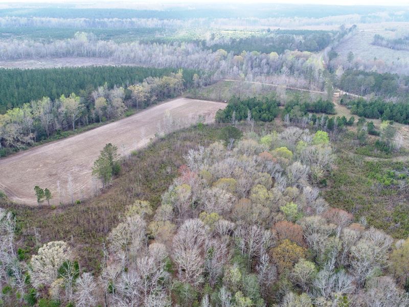 39 Acres Butler Co Wood : Greenville : Butler County : Alabama
