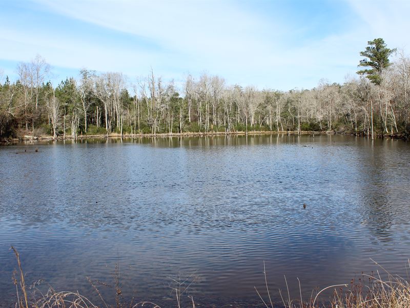 Great Hunting Tract with Nice Pond : Butler : Taylor County : Georgia