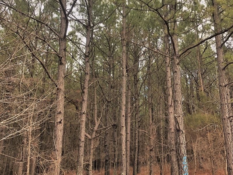 Cullom Tract 4 : Burna : Livingston County : Kentucky