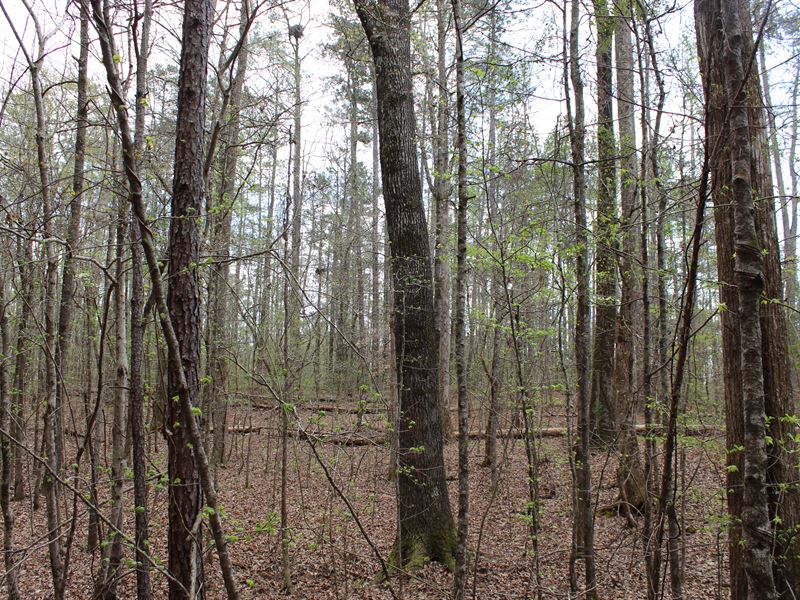 Wooded Homesite in Lee County : Smiths Station : Lee County : Alabama