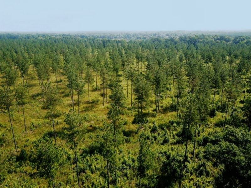 42.8 Acres for Sale, Magnolia, Pike : Magnolia : Pike County : Mississippi