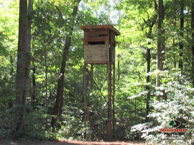 Kentucky Hunting Farm : Edmonton : Metcalfe County : Kentucky