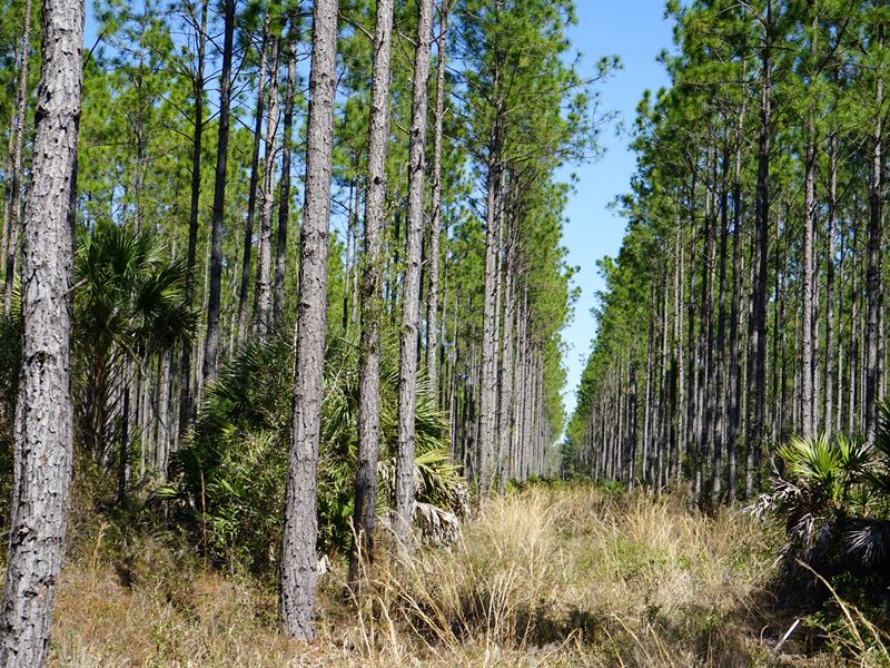 Rosewood Meadows Land for Sale in Rosewood, Levy County, Florida